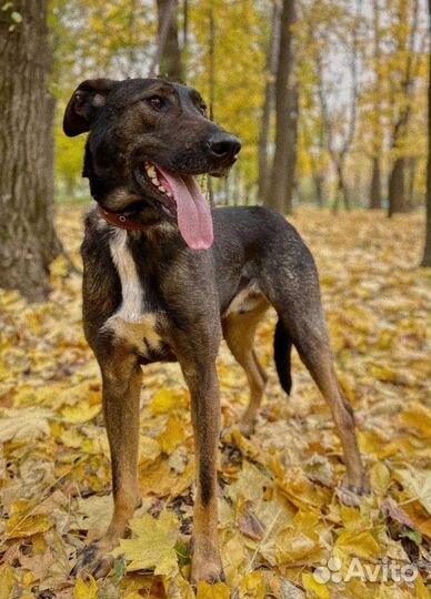 Собака из приюта в добрые руки