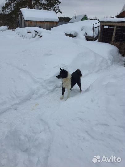 Русско европейская лайка