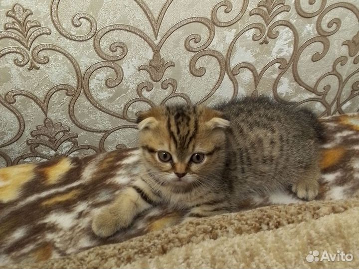 Шотландские вислоухие