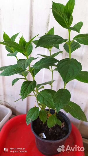 Гартензия метельчатая Полар бир