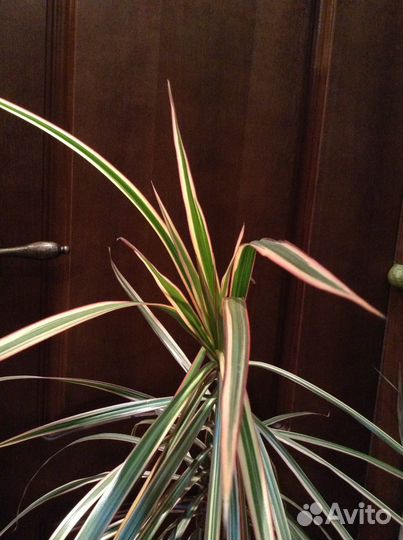 Драцена Маргината (окаймленная)