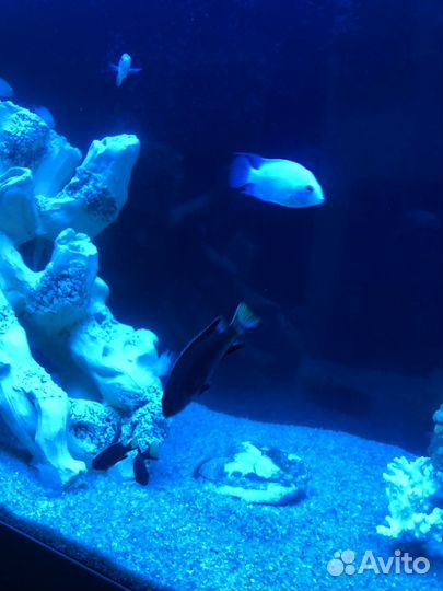 Ацеи Итунги