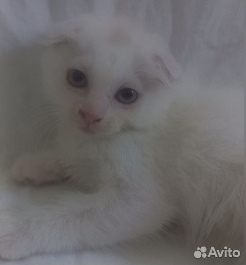 Отдам в добрые руки