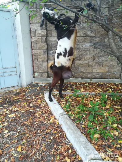 Достойная козочка