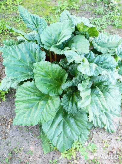 Ревень стебли