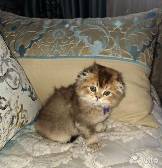 Шотландская кошка