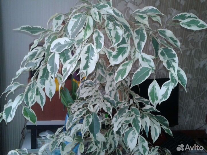 Комнатные растения 2