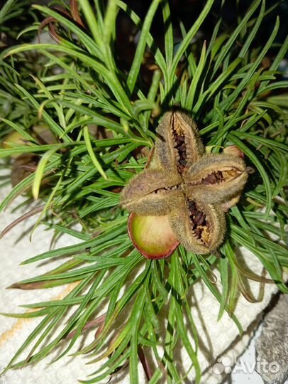 Семена пиона