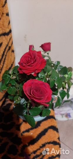 Роза,Антуриум, Фикус и декабрист