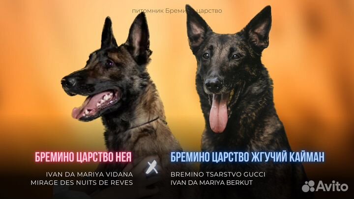Щенки малинуа бельгийской овчарки