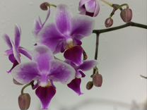 Орхид�ея фаленопсис