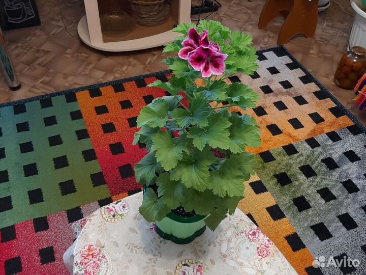 Королевская герань