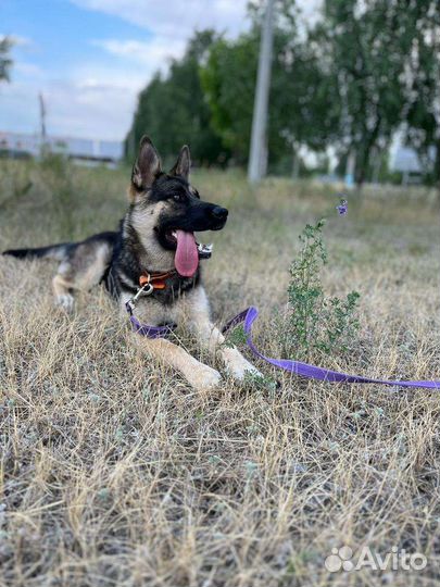 Помесь овчарки