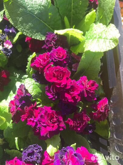 Примула махровая Беларина