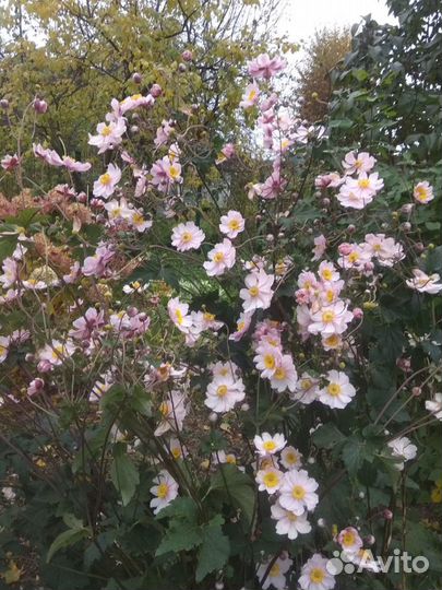 Анемона японская