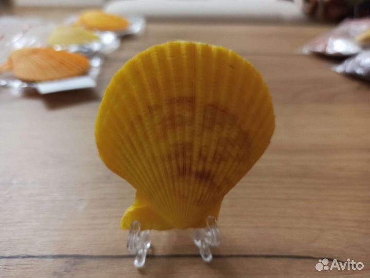 Морская раковина