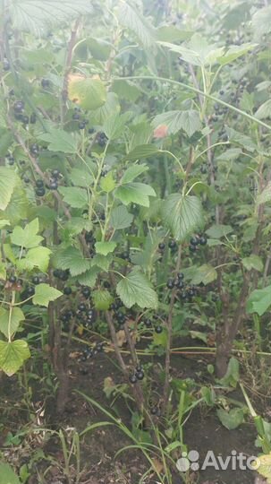 Черная,красная смородина