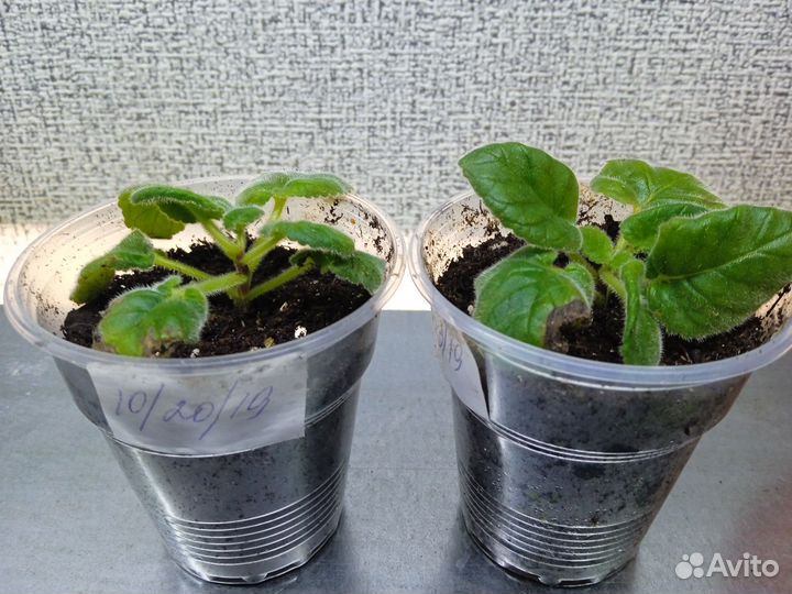 Минисиннингии