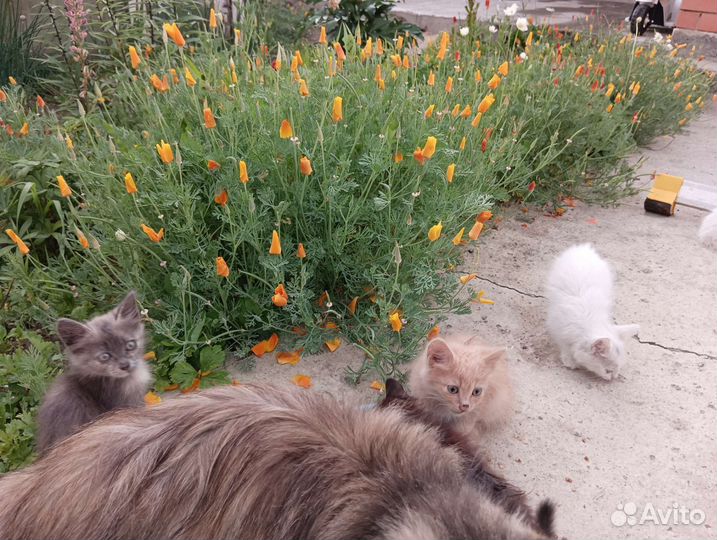 Сибирские котята