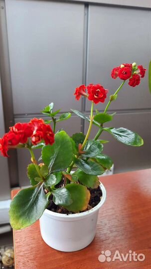 Коланхоэ (коланхое)