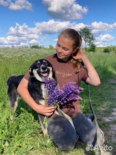 Собачка для семьи