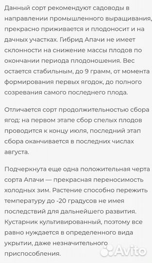Ежевика бесшипная