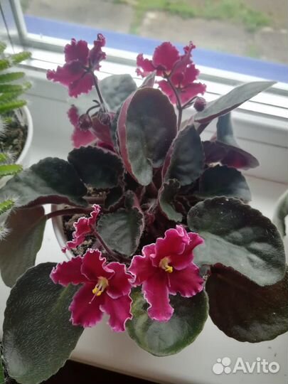 Комнатные цветы фиалки