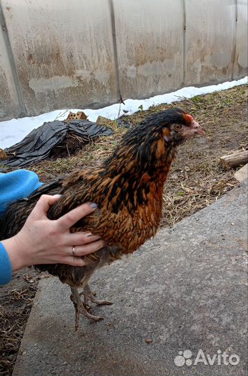 Амераукан ия