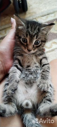 Котята в добрые руки бесплатно