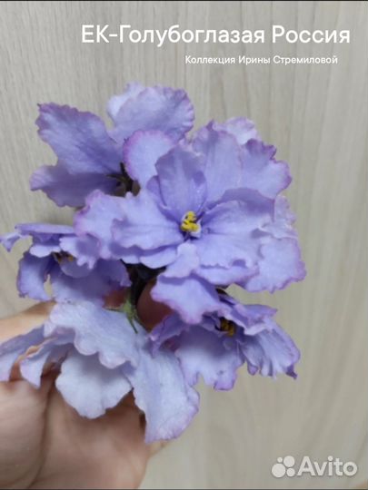 Фиалки лист с детками