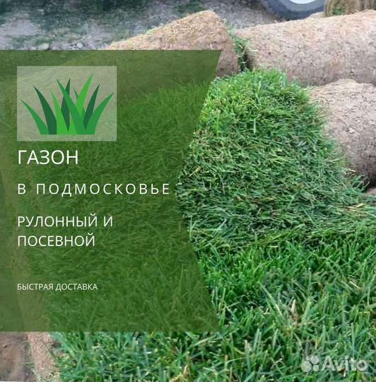 Рулонный газон, посевной газон