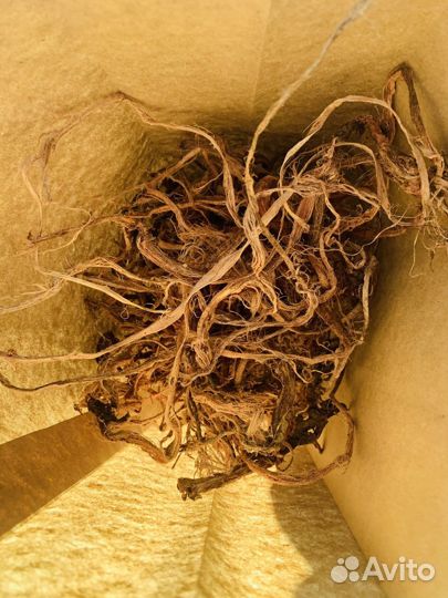 Красный корень