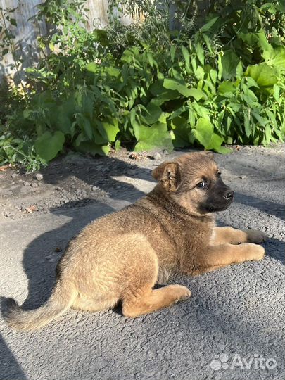 Щенки-медвежата от заботливых