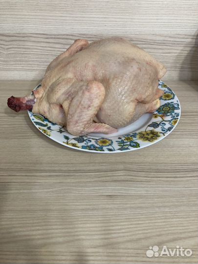 Курица домашняя