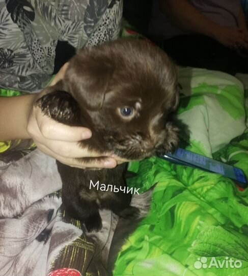 Митисы щенки