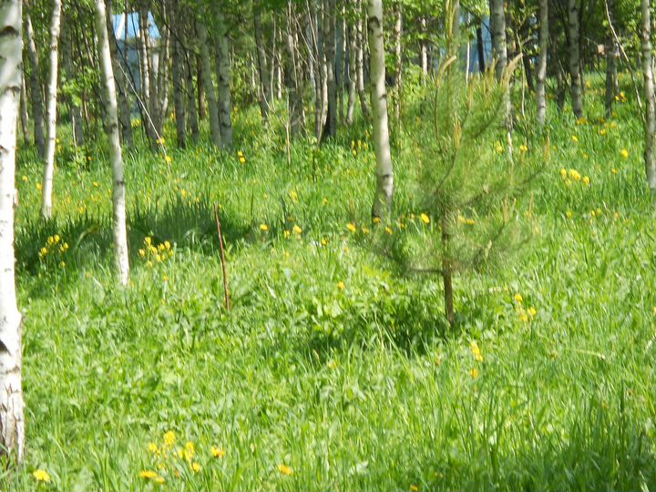 Участок 1,19 га (СНТ, ДНП)