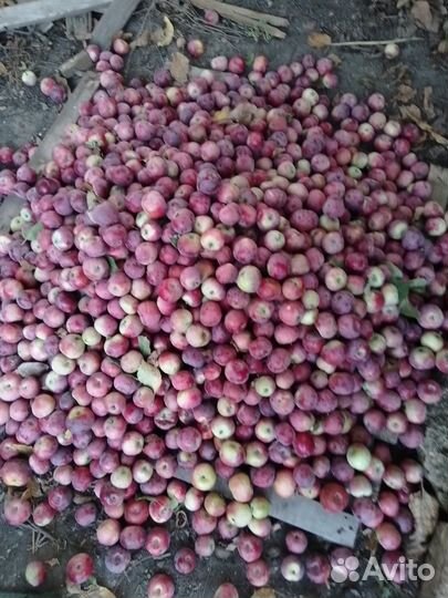 Яблоки домашние