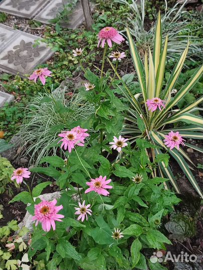 Цветы садовые