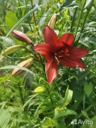 Лилии сортовые луковицы