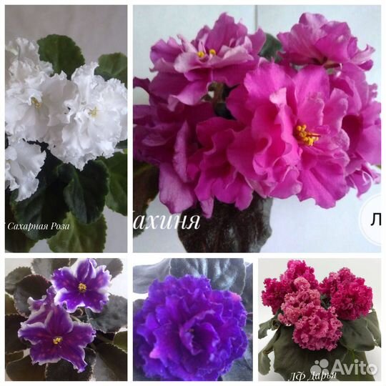 Детки сортовых фиалок