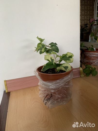 Бугенвиллея