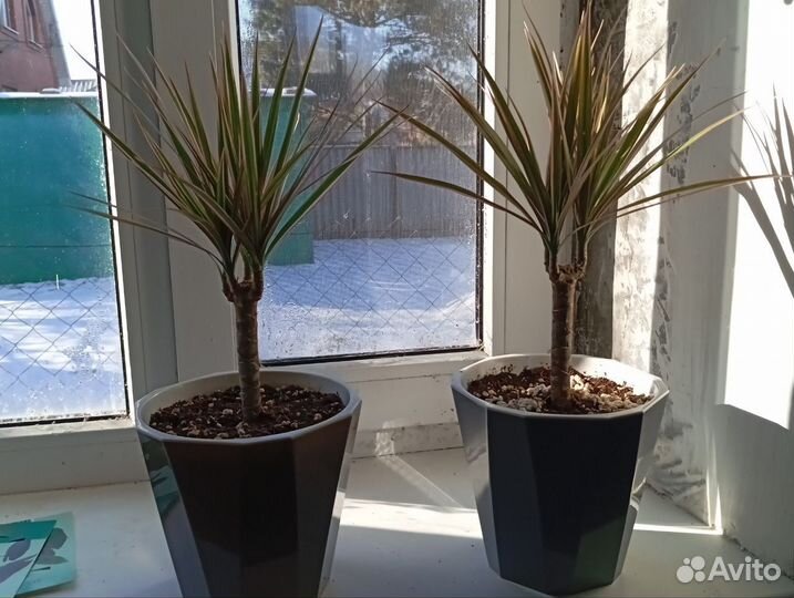 Драцена Биколор цветок