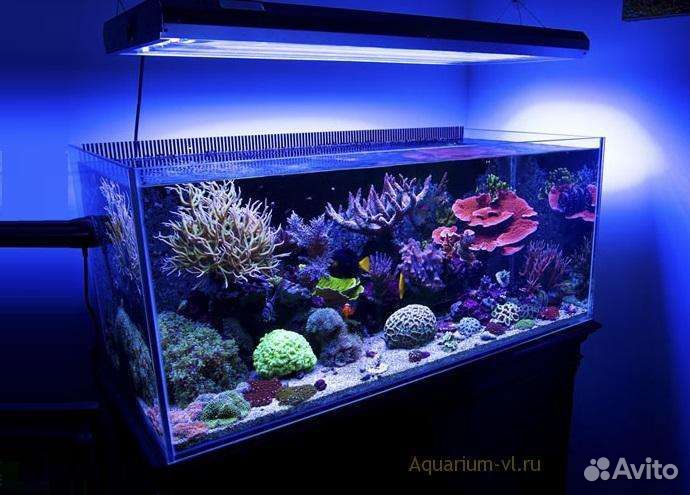 Обслуживание морских аквариумов