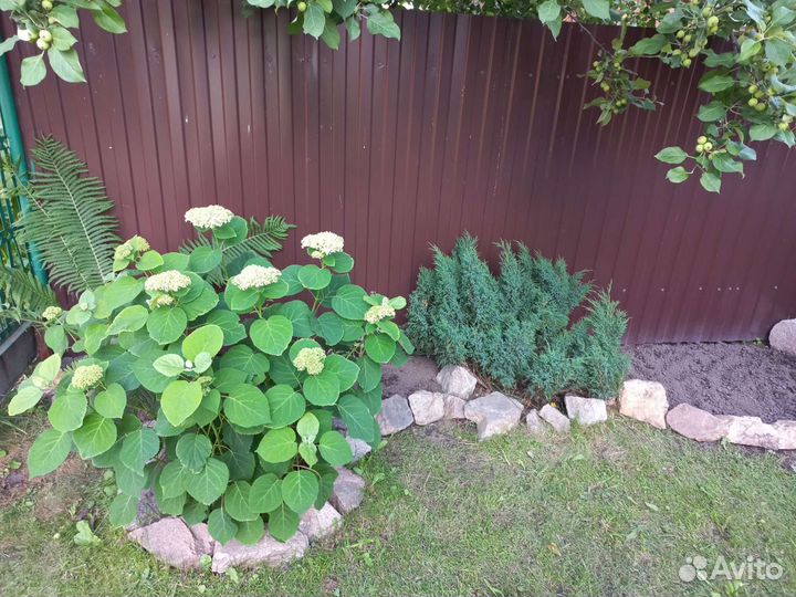 Гортензия древовидная Анабель