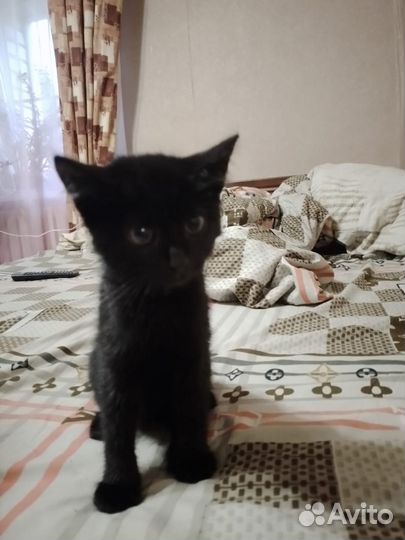 Отдам в добрые руки
