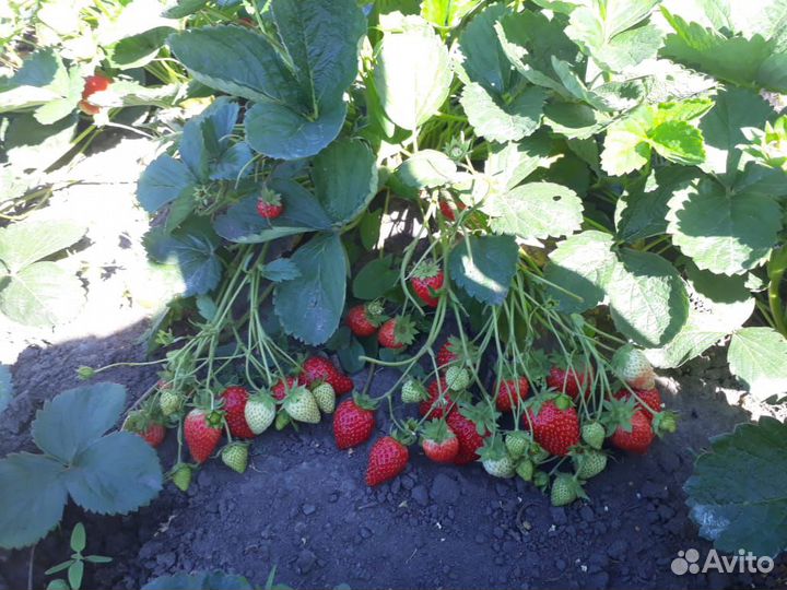 Рассада клубники и малины от производителя