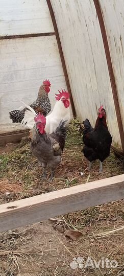 Петухи