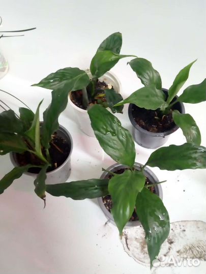 Комнатные цветы