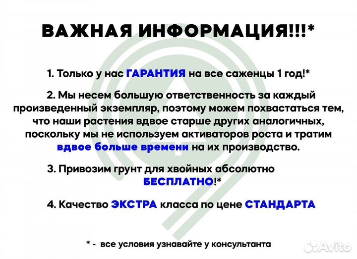 Туя даника красивая