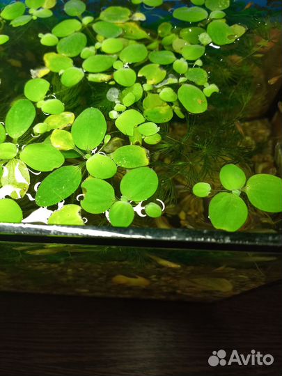 Аквариум с рыбками камнями и растениями